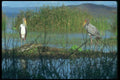016078 Orange Bill Storks With Crocodiles A4 Photo Print
