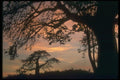 016092 Baobab Tree, Kenya A4 Photo Print