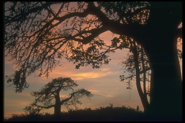 016092 Baobab Tree, Kenya A4 Photo Print
