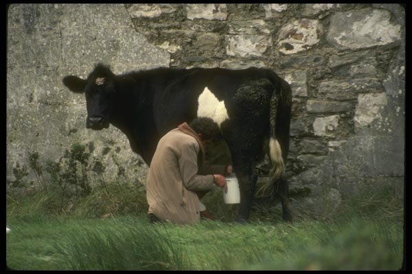 017001 Man Milking Cow A4 Photo Print