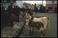 017016 Horse Traders, Dingle A4 Photo Print