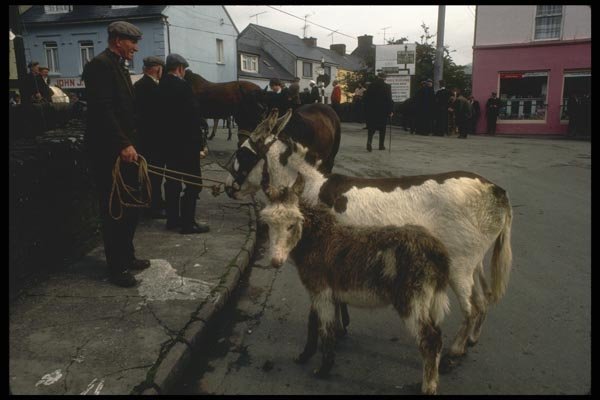 017016 Horse Traders, Dingle A4 Photo Print