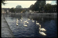 017081 Swans In The Canal, Cork A4 Photo Print