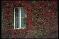 017086 Windows, Westport A4 Photo Print