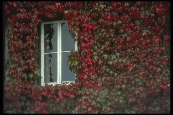 017086 Windows, Westport A4 Photo Print