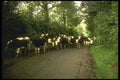 017094 Cows On The Road Near Cashel A4 Photo Print