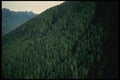 018042 Old Growth Forest Queen Charlotte Islands, B.C. A4 Photo Print