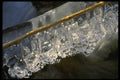 018051 Ice On Branch A4 Photo Print
