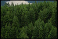 018075 Saanich Inlet Vancouver Island, B.C. A4 Photo Print