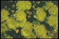 019000 Blooming Beavertail Cactus A4 Photo Print