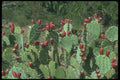 019001 Fruited Prickly Pear Cactus A4 Photo Print
