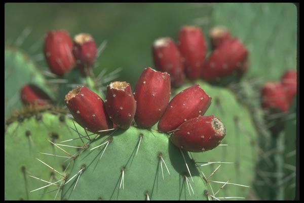 019002 Fruited Prickly Pear Cactus A4 Photo Print