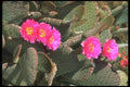 019004 Beavertail Cactus A4 Photo Print