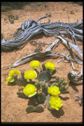 019005 Yellow Prickly Pear Cactus A4 Photo Print