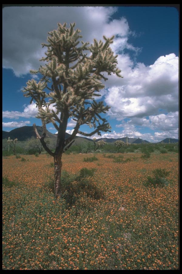 019006 Mallow And Tree Cholla A4 Photo Print