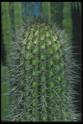 019007 Trunk Of Organ Pipe Cactus A4 Photo Print