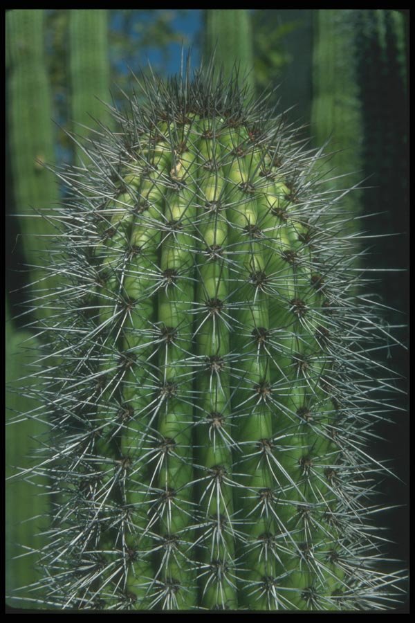 019007 Trunk Of Organ Pipe Cactus A4 Photo Print
