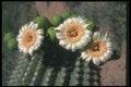 019008 Saguaro Cactus Blossoms A4 Photo Print