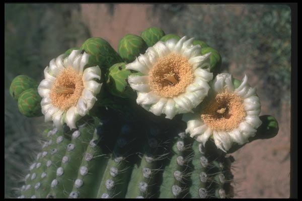 019008 Saguaro Cactus Blossoms A4 Photo Print