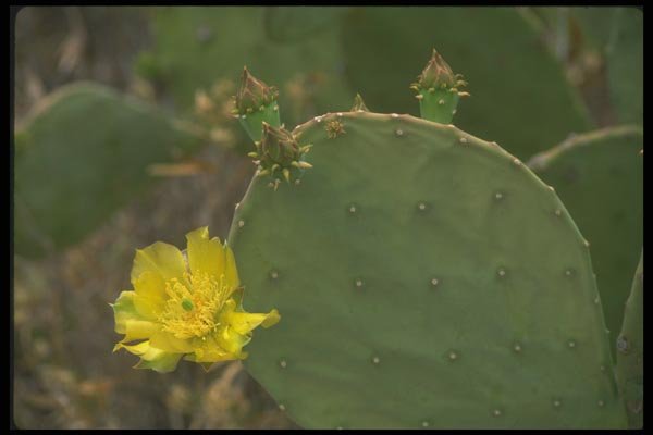 019009 Yellow Flower Prickly Pear Cactus A4 Photo Print