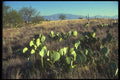 019010 Prickly Pear Cactus A4 Photo Print