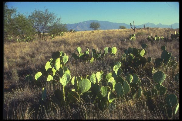 019010 Prickly Pear Cactus A4 Photo Print