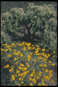019011 Various Desert Vegetation A4 Photo Print