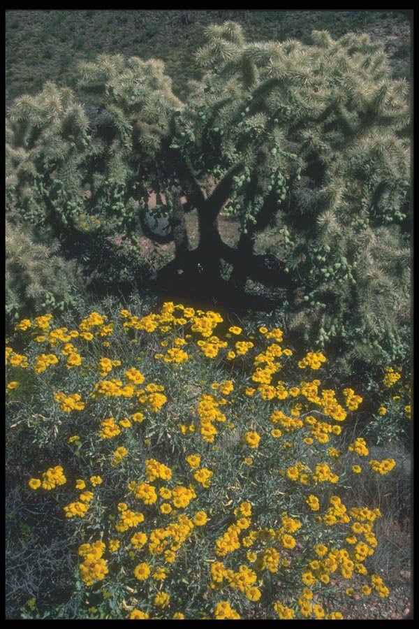 019011 Various Desert Vegetation A4 Photo Print