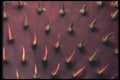 019012 Close up Prickly Pear Pad A4 Photo Print