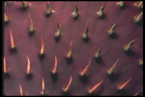 019012 Close up Prickly Pear Pad A4 Photo Print