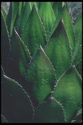 019013 Century Plant Leaves A4 Photo Print