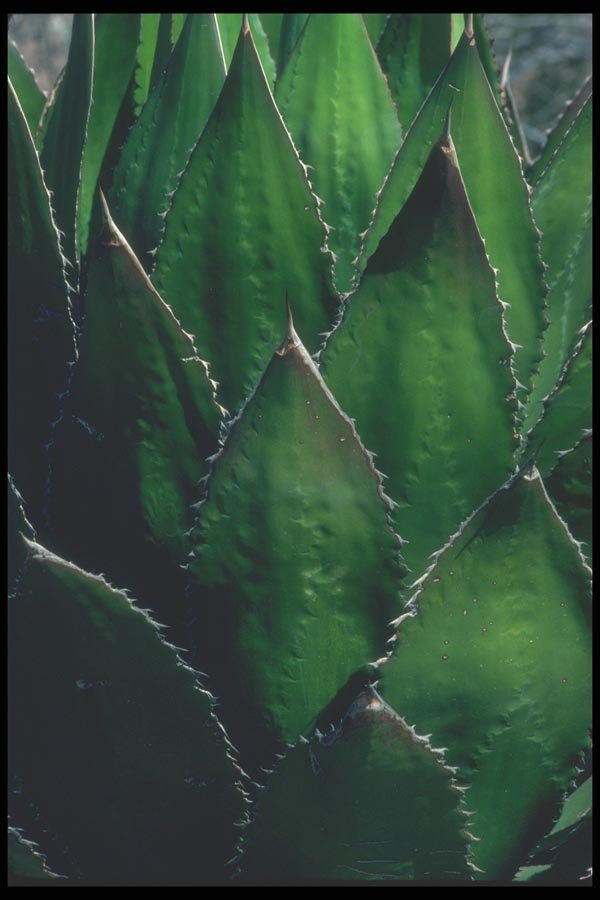 019013 Century Plant Leaves A4 Photo Print
