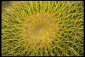 019014 Golden Barrel Cactus A4 Photo Print