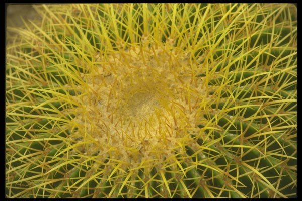 019014 Golden Barrel Cactus A4 Photo Print