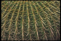 019015 Close Up Barrel Cactus Spines A4 Photo Print