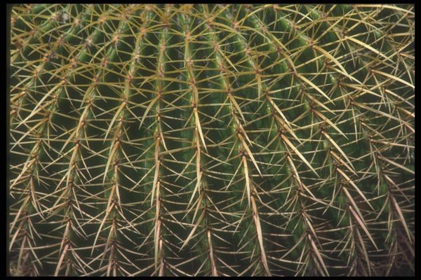 019015 Close Up Barrel Cactus Spines A4 Photo Print