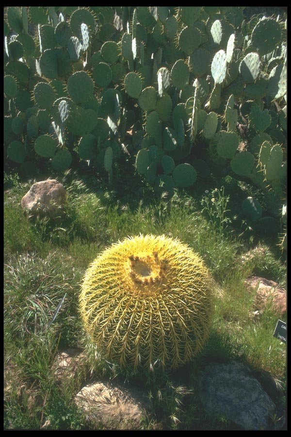 019016 Golden Barrel Cactus And Prickly Pear A4 Photo Print