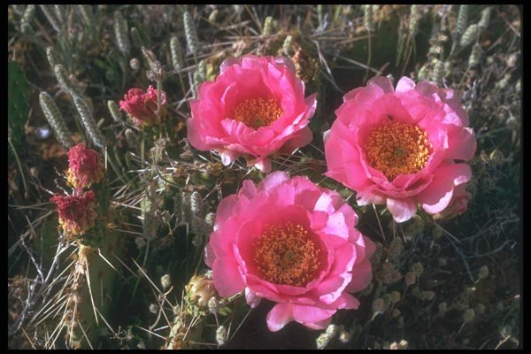 019017 Red Flower Prickly Pear Cactus A4 Photo Print