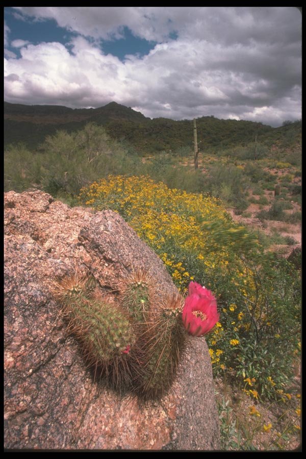 019019 Saguaros And Cholla Cactus A4 Photo Print