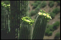019020 Saguaro Cactus Bouquet A4 Photo Print