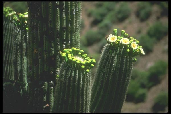 019020 Saguaro Cactus Bouquet A4 Photo Print