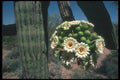 019021 Saguaro Cactus A4 Photo Print