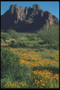 019022 Super Wide Poppies A4 Photo Print