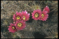 019023 Strawberry Hedgehog Blooming A4 Photo Print