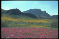 019024 Poppies And Owl Clover A4 Photo Print