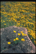019025 Poppy Fields A4 Photo Print