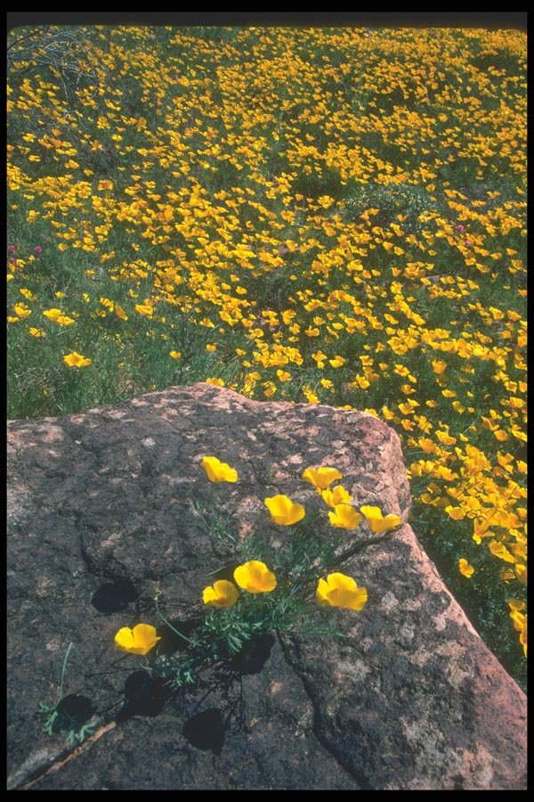 019025 Poppy Fields A4 Photo Print