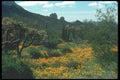 019026 Poppy Field A4 Photo Print