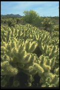 019027 Teddy Bear Cholla A4 Photo Print