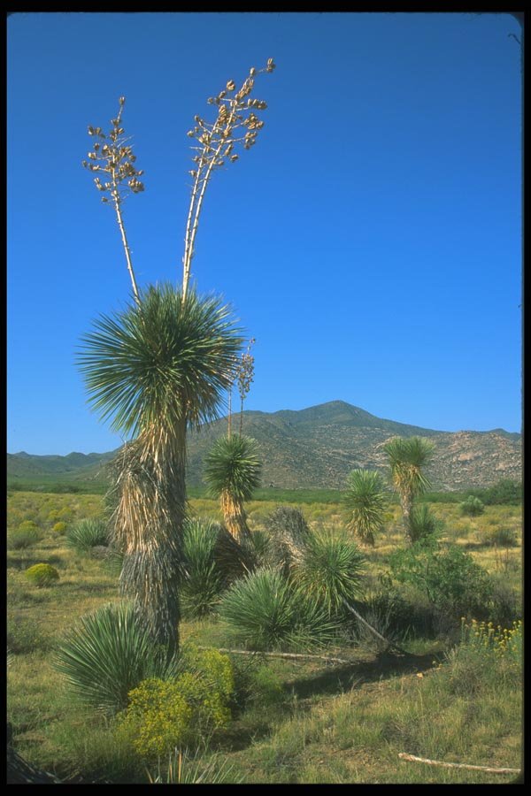 019028 Various Desert Vegetation A4 Photo Print